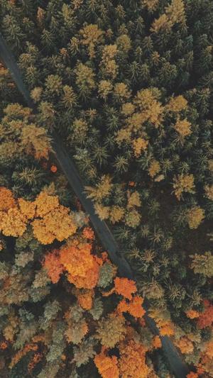 十大免费最污的直播截图1